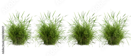 grass background png transparent background