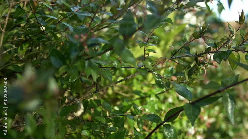 Static shot of some leaves from a bush flying in the wind. Static shot of some leaves from a bush flying in the wind.
