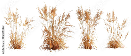 dry grass png transparent background