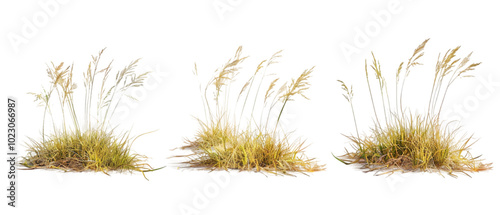 dead grass png transparent background