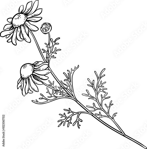 Chamomile Plant with Flowers Outline Illustration. Essential oil ingredient for cosmetics, spa, aromatherapy, health care, alternative medicine.
