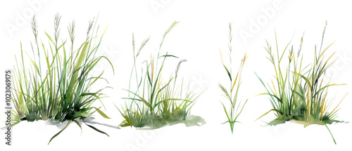 watercolor grass png transparent background