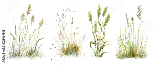 watercolor grass png transparent background