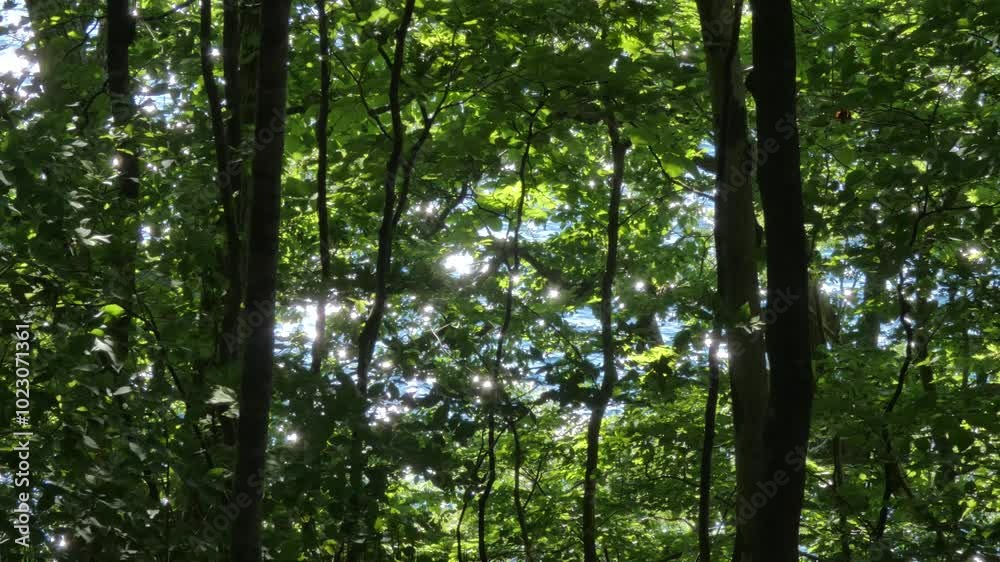 風の吹き抜ける湖畔の森 風の吹き抜ける湖畔の森