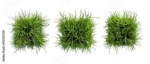 grass top view png transparent background