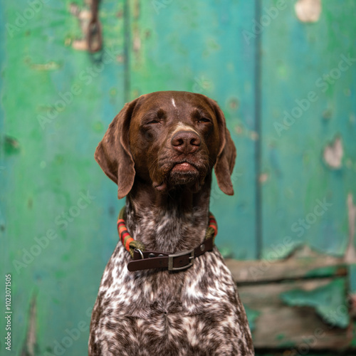 german shorthaired pointer photo