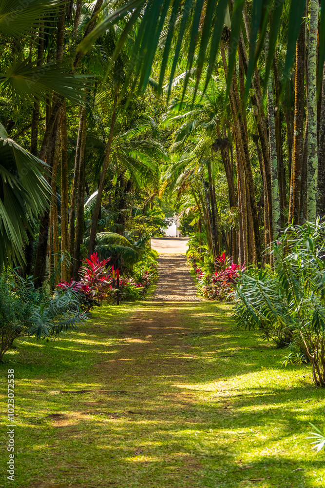 Fototapeta premium Breathtaking postcard view of a tree-lined walkway through a colonial spice garden, Vallée de Ferney, Mauritius
