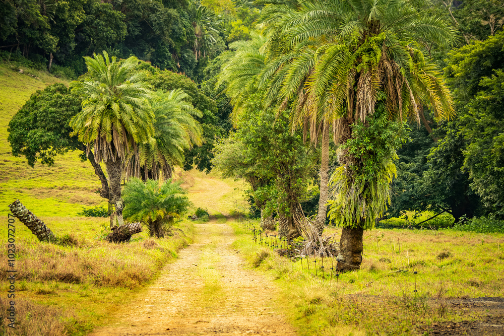Beautiful view of a dirt road lined with palm trees through the Vallée de Ferney Forest and Wildlife Reserve, Mauritius Beautiful view of a dirt road lined with palm trees through the Vallée de Ferney Forest and Wildlife Reserve, Mauritius