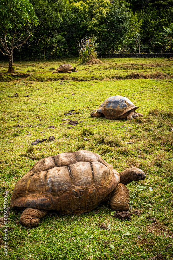 Naklejka premium Beautiful view of Aldabra giant tortoises (Aldabrachelys gigantea) in the Vallée de Ferney Forest and Wildlife Reserve, Mauritius