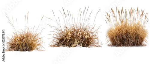 brown grass png transparent background