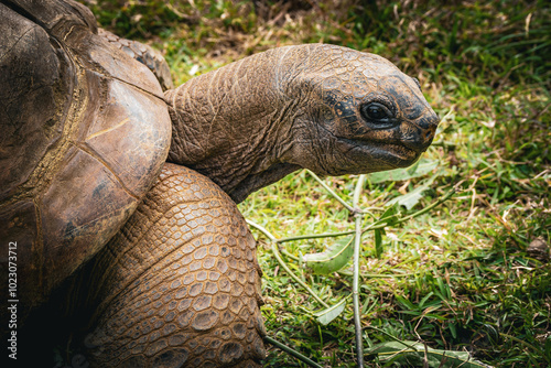 Beautiful close-up view of an Aldabra giant tortoise (Aldabrachelys gigantea) in the Vallée de Ferney Forest and Wildlife Reserve, Mauritius photo