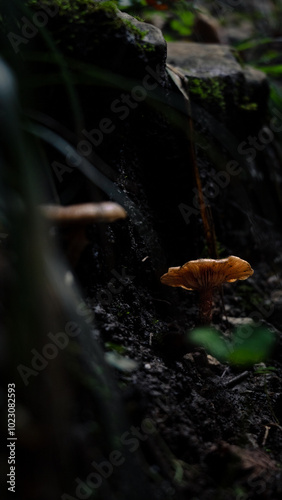 Forset Fungi Nature