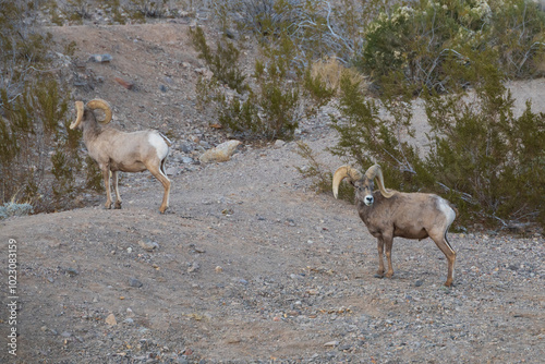 Bighorn sheep herd on a hill photo