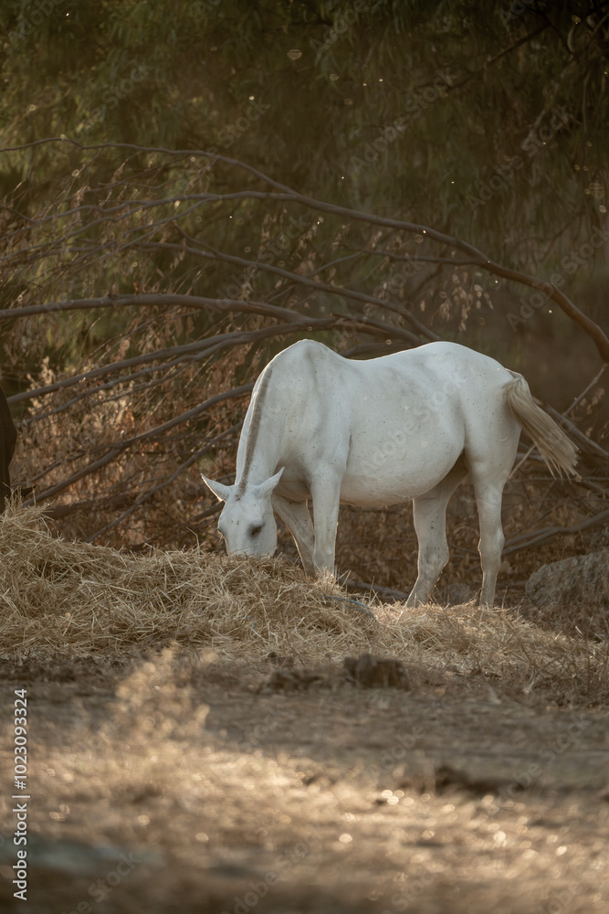white horse in the landscape in Spain in sunset golden hour herd eating hay white horse in the landscape in Spain in sunset golden hour herd eating hay