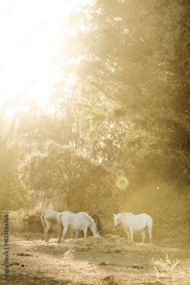 Fototapeta premium white horse in the landscape in Spain in sunset golden hour herd eating hay