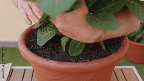 Close-up of hands planting or adjusting a plant in a large terracotta pot. The image captures the careful handling and care of the plant, with both hands delicately placed around the leaves and soil, 