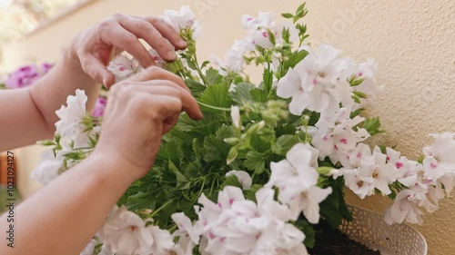 Close-up of a person gently touching and cleaning dry leaves with a shade of pink in a garden or terrace. The image focuses on the hands suggesting a peaceful and nurturing activity.