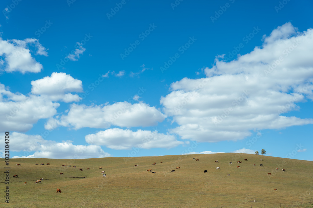 The Cattle on the Prairie The Cattle on the Prairie