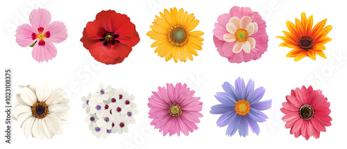 flowers vectors png transparent background