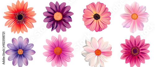 flowers vectors png transparent background