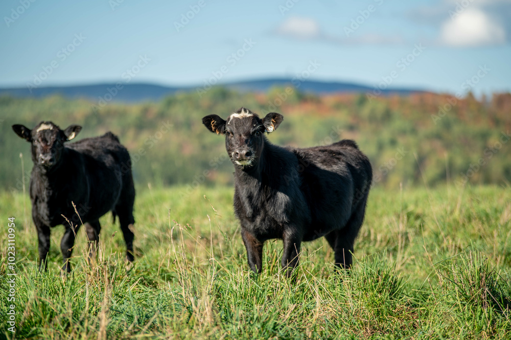 Cows walking, eating in green summer pasture in Quebec Canada Cows walking, eating in green summer pasture in Quebec Canada