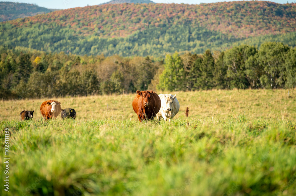 Fototapeta premium Cows walking, eating in green summer pasture in Quebec Canada
