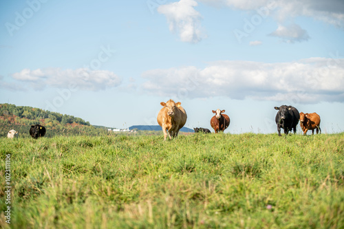 Cows walking, eating in green summer pasture in Quebec Canada