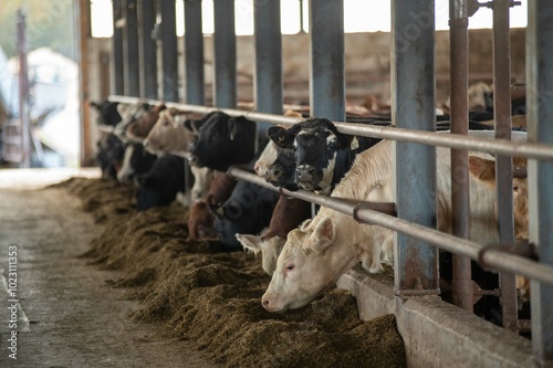 Large groupe of young cows eating a in barn