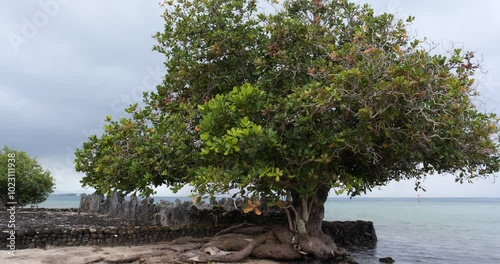 Landscape around the sacred place of Taputapuatea Marae, Raiatea, Society Islands, French Polynesia. photo