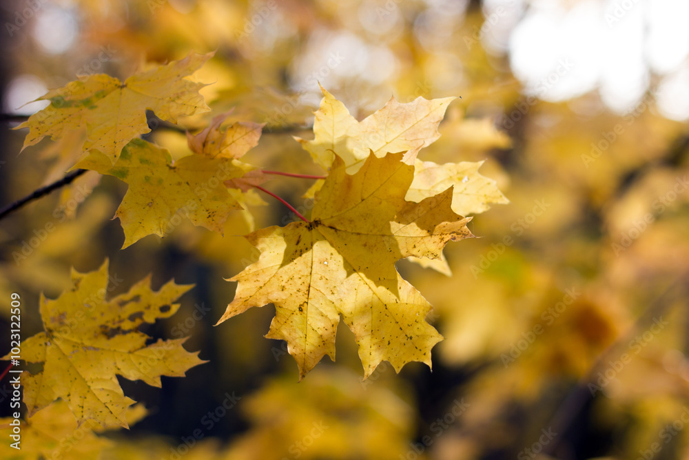 Obraz premium Maple leaves and sunset