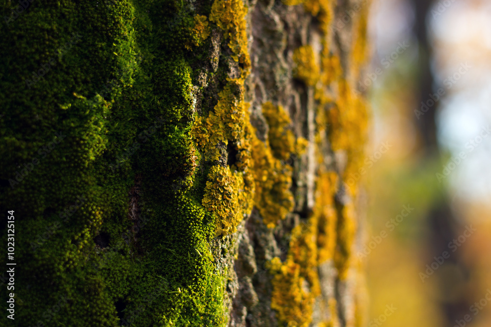 Obraz premium Macro photograph of green moss growing on rough tree bark, showing natural texture and plant detail in a woodland environment, suitable for nature or ecology-themed design use