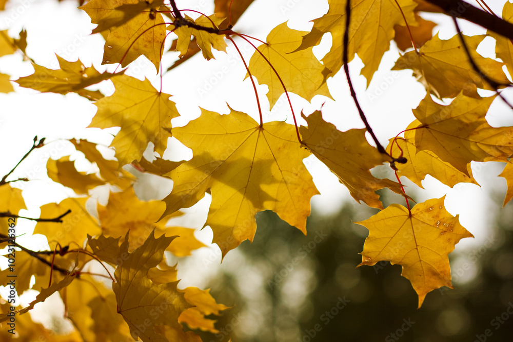Obraz premium Maple leaves in autumn