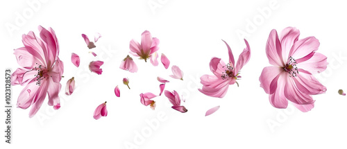 falling flowers png transparent background