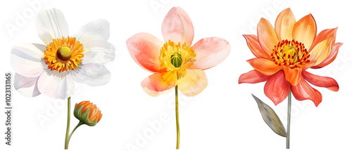 flower illustrations png transparent background