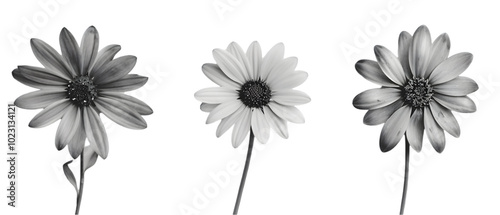 flower black and white png transparent background