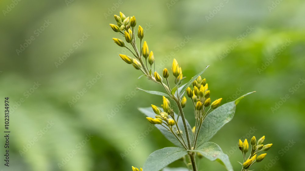 Obraz premium Large yellow loosestrife - Lysimachia punctata
