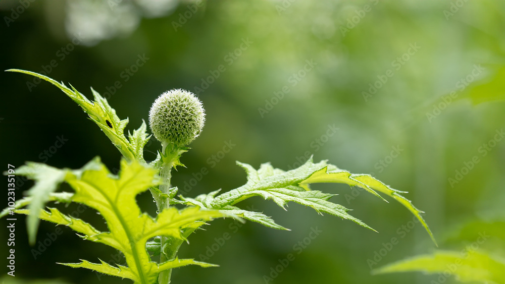 Glandular globe-thistle - Echinops sphaerocephalus