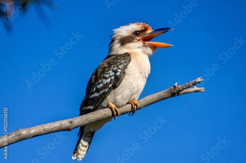 Obraz na płótnie Photograph a kookaburra perched on a branch, its beak wide open in a joyful call against a clear blue sky.
w salonie