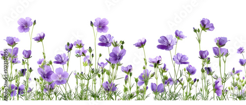 purple flower border png transparent background