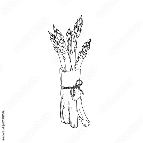 Asparagus bunch hand drawn vector illustration. Sparrow grass branches in paper wrapping tied with rope. Element for restaurant menu design, food packaging