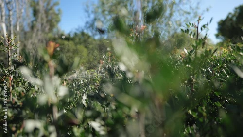 Spider's Web In Green Bushes In The Park. Slow Motions. 4K