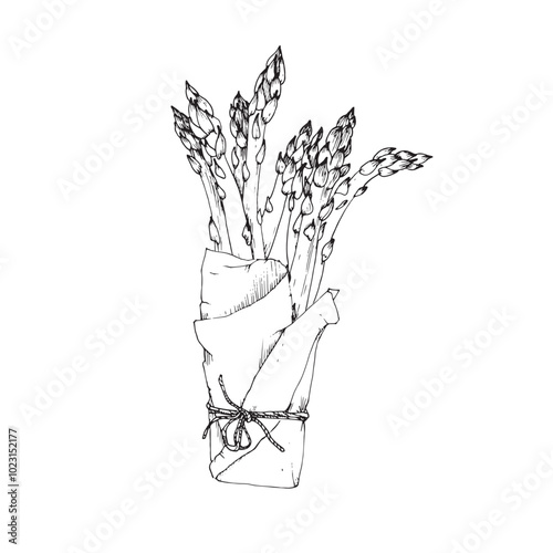 Asparagus bunch hand drawn vector illustration. Sparrow grass branches in paper wrapping tied with rope. Element for restaurant menu design, food packaging