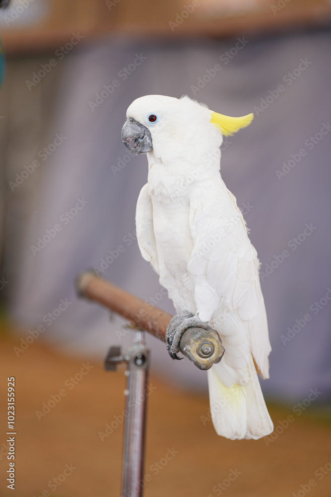 White parrot bird White cockatoo White parrot bird White cockatoo