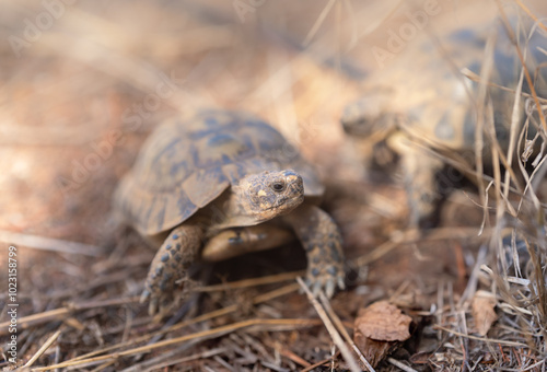 land tortoise walking on a dry field outdoors photo