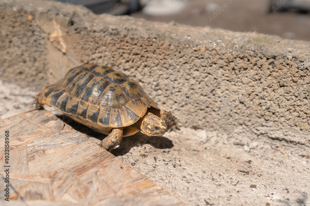land tortoise walking on gray ground outdoors land tortoise walking on gray ground outdoors