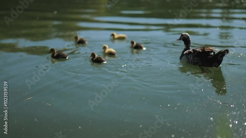 Untitled ProjectA Big Duck Swims in a Pond with Little Ducklings. Slow Motions. 4K