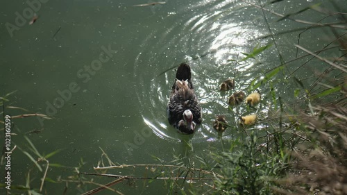 Untitled ProjectA Big Duck Swims in a Pond with Little Ducklings. Slow Motions. 4K