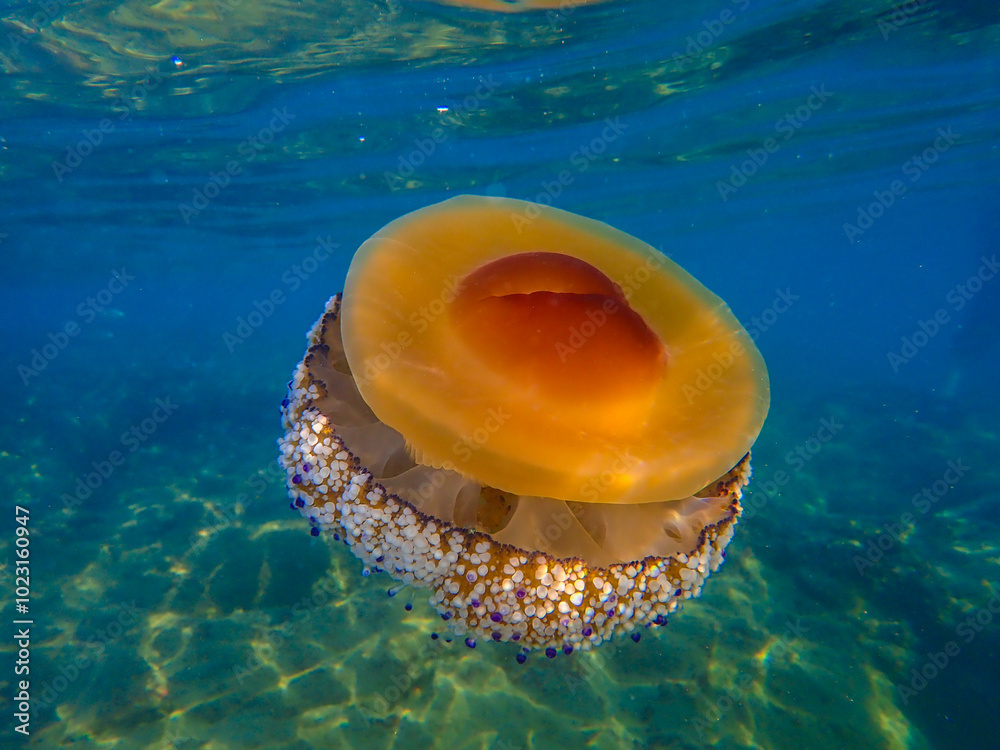 Obraz premium Fried egg jellyfish (Cotylorhiza tuberculata). A beautiful jellyfish swims in the Mediterranean Sea. Jellyfish dancing in dark blue sea wate, mediterranean jellyfish. jelly fish in Mediterranean sea.