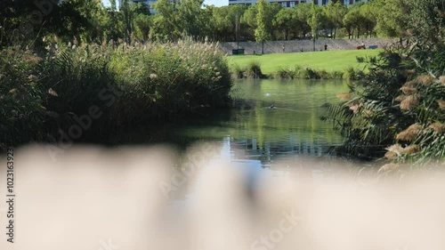 Beautiful View of the Pond in the Park on a Sunny Day. Slow Motions. 4K