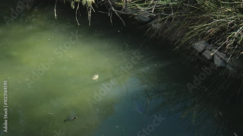 Turtles And Big Fishes Swim In The Pond. Top View. Slow Motions. 4K